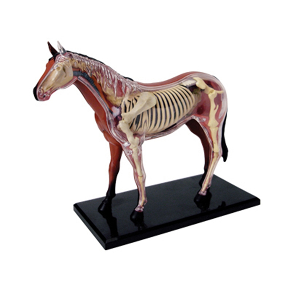 Science Toys - Model anatomiczny narządów zwierzęcych 4D inteligencja