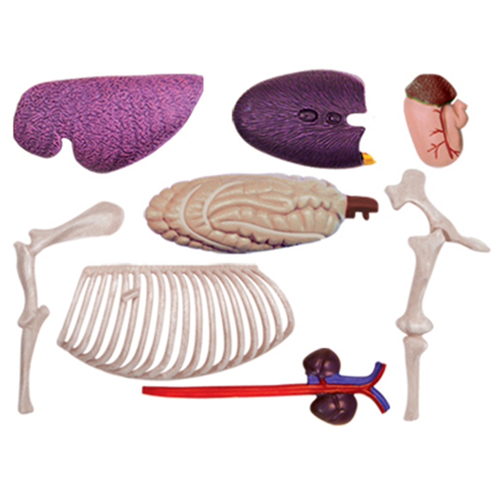 Model anatomiczny narządów zwi – Science Toys recenzja i cena